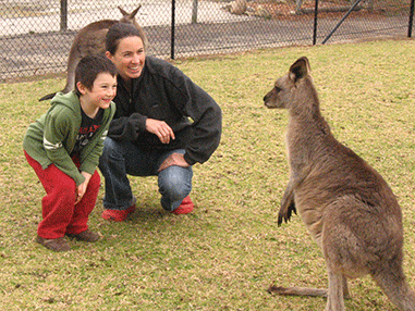 symbio - kangaroos